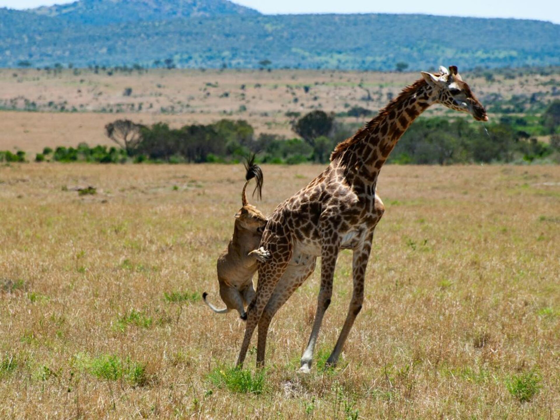 Kenya safari landscape with golden light