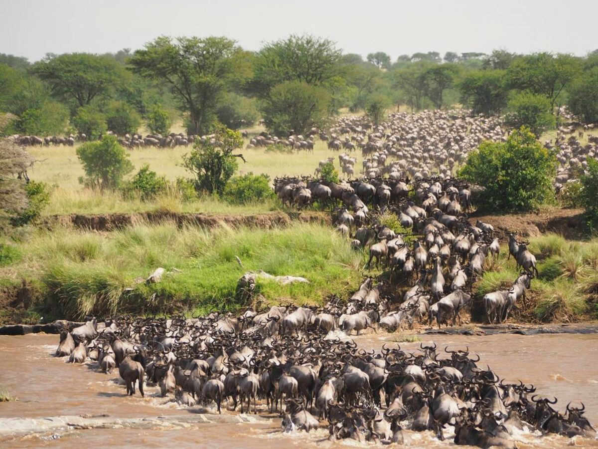 Wildebeest in the Masai Mara