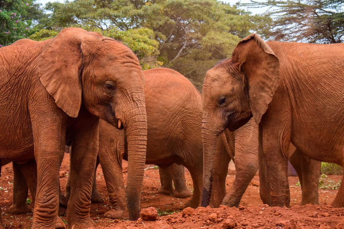 Red elephants of Tsavo